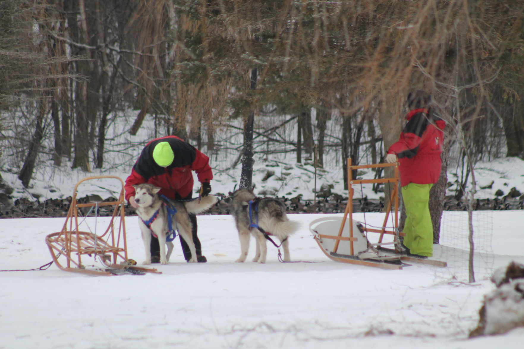 Winter Day at Springbrook